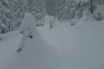 Epicéa pris par la neige