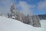 Les arbres entourant la glacière de Saint-Livres