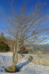 Un arbre le long du trajet