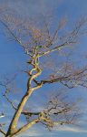 L'arbre de la photo précédente, tortueux.