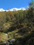 La forêt est composée de petits arbres et nous permet de revoir les sommets