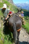 Enfin par pour tout le monde, passage peu apprécié des ânes, limite à nous écraser !