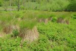 Surprenantes ces herbes