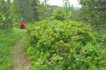 Rhododendrons en fleurs