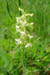 Un orchis de Provence ?