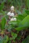 Tiens du muguet