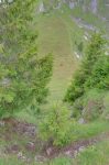 Depuis le Pt1768, courte descente raide pour arriver à un col sans nom et ses vaches