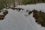 Retour en forêt.