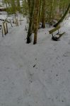 Dernier passage en forêt, le long de La Vièze, en face du camping.