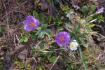 Tiens les crocus tiennent longtemps