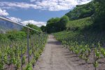 Passage dans les vignes avec système d'arrosage