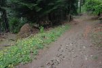 Descente dans la forêt