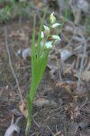 Céphalanthère à longues feuilles(orchidacée)