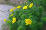 En forêt, les adonis perdurent un peu plus