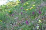 En prenant de la hauteur par rapport au chemin, superbe prairie !