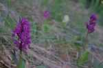 Orchis de près, en arrière plan un blanc rare dont sa photo est trop floue pour être presentée