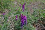 Sainfoin