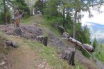 Gouille à l'Ours (on devine l'antenne grise au fond), la cigale et la fourmi version arboricole !