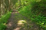 On poursuis notre avancée à travers la forêt