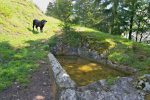 Mon jeune taureau froussard et l'abreuvage en pierre