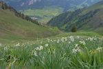 Un champ de narcisse, par contre je glisse plusieurs fois