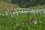 En plus il y a des orchis !