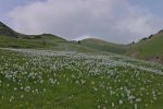 Vue arrière sur le tapis de narcisses