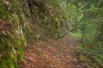 Bref passage en forêt