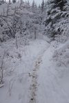 Nous filons en forêt
