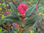 Les rhododendrons sont en fleurs