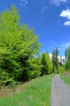 Le vert tendre des feuilles est superbe