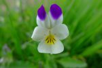Une violette