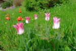 Des tulipes