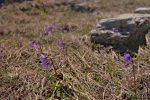 Des soldanelles, fleurs qui ne durent pas longtemps, profitons-en !