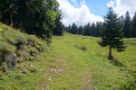 Forêt clairsemée