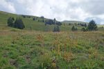 Retour dans les pâturages