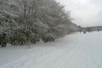 On longe la piste de fond, mais rentrons dans la forêt ...