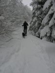 Et on monte, par un sentier de raquettes bien tracé à travers la forêt, la montée se fait essentiellement dans ce parcours.