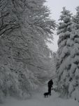 Les arbres sont chargés de neige et l'ambiance est agréable malgré la météo grise