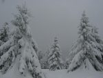 La neige fait ployer les branches de ses grands sapins. On vient de passer le Pt1255