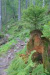 Passage en forêt