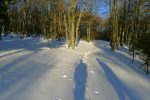 On varie les plaisirs en coupant par la forêt vers les pistes de ski