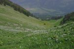 On rejoint la ferme d'en bas, Chèveresse sur un tapis de narcisses ! Que du bonheur !