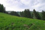 Je viens de retrouver mon chemin, avec les vaches qui ont labouré le champ, j'avais du mal à l'orée de la forêt de voir la suite du chemin.