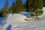 Petite traversée de forêt