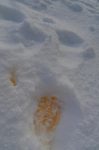 Saison du rut pour le lièvre qui marque son territoire.