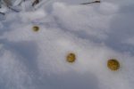 Crottes de lièvre