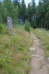 Retour en forêt