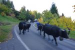 En montant sur la route du Col du Lein depuis Saxon, j'ai rencontré un convoi exceptionnel !