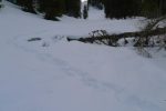 Traces d'un lièvre